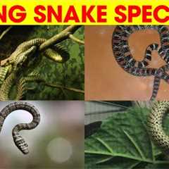 🐍🌟Types of Flying Snake Species Name in English for Preschoolers #kidslearning #kidsvideo #snake