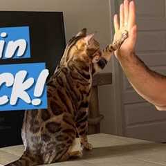 Train Your CAT to do Fun TRICKS - It's Ridiculously EASY