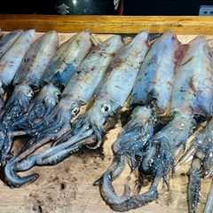 Squid - How to catch, clean and cook Squid - Spargo's Kitchen Seafood | The Fish Locker