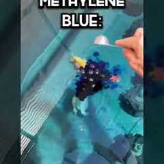 Why I DYE my fish’s water BLUE