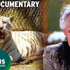 The Reality Of Keeping Pet Tigers & Bears | Full Documentary | Predator Pets