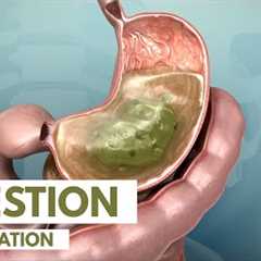 How the Digestive System Works | 3D Animation