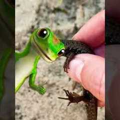 Catching CUTE Lizards With My Bare Hands! #shorts