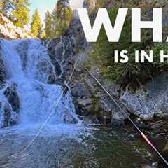 Fishing Below and Above a Wilderness Waterfall! (Tenkara Fly Fishing)