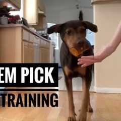 How to train your dog to pick up items