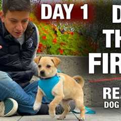 How to Train the FIRST 5 THINGS to ANY Puppy! Reality Dog Training