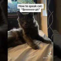 How to Speak Cat: Lesson 3