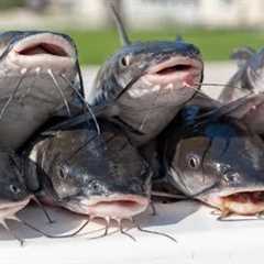 Saltwater CATFISH! Catch Clean Cook- Po' Boy Fish Sandwich!