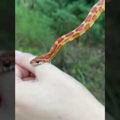 ‼️HARMLESS, NONVENOMOUS CORN SNAKE. Bites are often dramatized by the media! Didn’t even break skin!