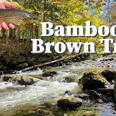 This Stream is Amazing in the Fall !! -  Fly Fishing Central, NY