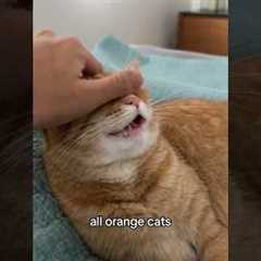 Resetting your orange cat’s operating system