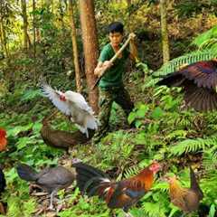 traces left by wild chickens, set traps, hunt at night, build shelters, survive alone