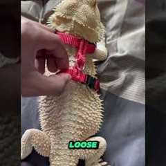 Trained Bearded Dragon #nature #reptiles #shorts #beardeddragon #lizard