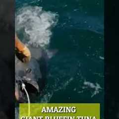 AMAZING GIANT BLUEFIN TUNA FISHING #shorts