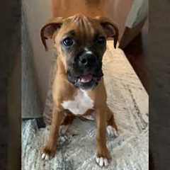 How to argue with a boxer puppy #shorts