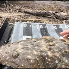 Decent Early Morning FLATHEAD Fishing Botany Bay