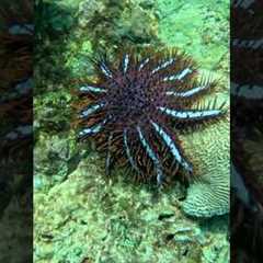 Diving For Venomous Starfish In Thailand