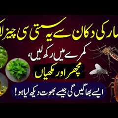 These Vegetables, Herbs And Plants Are Natural Ways To Get Rid Of Mosquitoes And Flies In Your Home