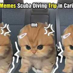 Cat Memes Scuba Diving Trip in Caribbean