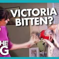 Can 'Vicious' Family Dog Really be Tamed? | It's Me or the Dog