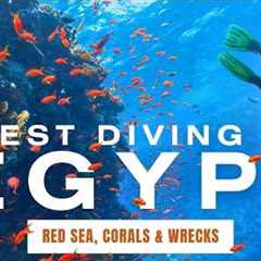 Diving in Egypt. Our Best Tips for Scuba Diving in the Red Sea!