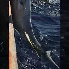 This is what long range tuna fishing looks like