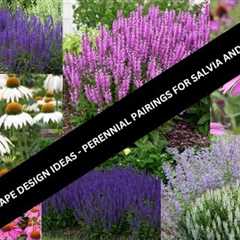 Landscape Garden Design Ideas -Salvia & Echinacea Perennial Parings