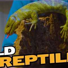 Wild Reptiles You've Never Heard Of!