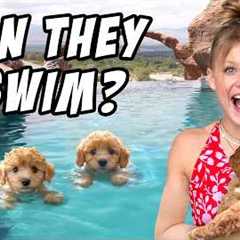 Teaching My PUPPIES To SWIM for the First Time!