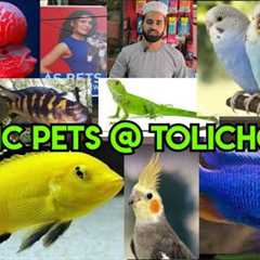 AS pet's World in Hyderabad Tolichowki | conure exotic bird's | exotic Fishe's | Aquarium &..