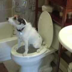 Potty Train Your Dog