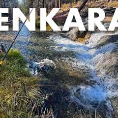 Catching Surprise Fish in a Unique Mountain Creek! (Tenkara Fly Fishing)