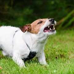 Houston puppy expert shares tips on how to handle growling | HOUSTON LIFE | KPRC 2