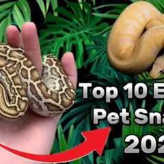 Top 10 Exotic Pet Snakes U Can Own As a beginner ! | 2024 |