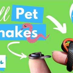 21+ Small Pet Snakes for Pets