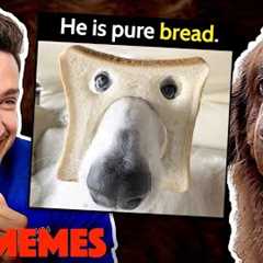 Reacting To Dog Memes With My Newfie Bear