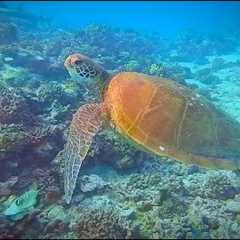 Scuba Diving with Sharks & Turtles on the Island of Moorea in Tahiti