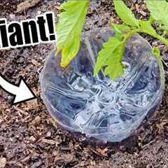 Top 10 Free Vegetable Gardening Hacks