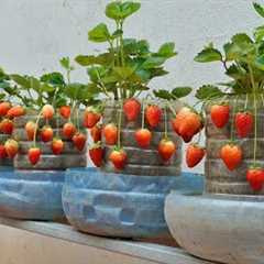 [Home Gardening] Are you surprised? The Secret to Growing Strawberries for Year Round Fruit