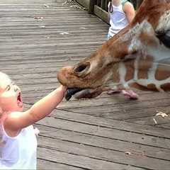 Adorable Babies Meeting Animals in Zoo and Village - Funniest Home Videos