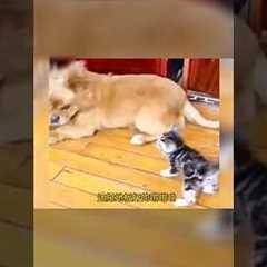 funny 😺 cat Vs dog 🐕 fight #@Mr.Meow999 #shorts #viralshorts #funny #cute #short #funnycats