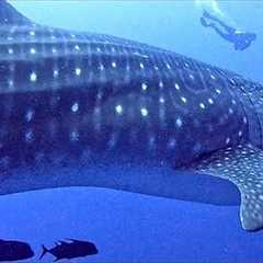 Whale Shark Casually Drifts Through Scuba Diver Group