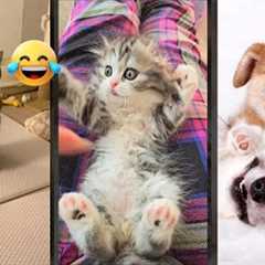 Cat videos 🐈‍⬛ kitten meowing 🐈‍⬛ #funanimals #6133