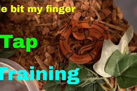 How To: Tap Train Your Snake (Part 1) Viewer Discretion