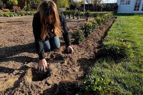 Planting 500 Boxwoods in the Formal Flower Garden (&amp; they are GLORIOUS)!!! 🌿🤩🌿 // Garden..