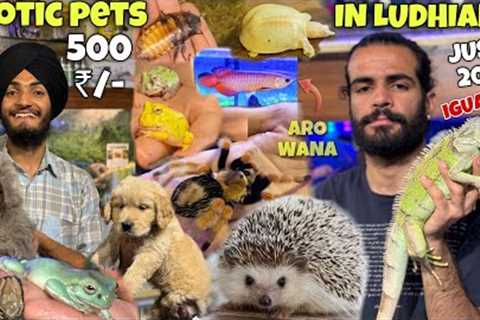 EXOTIC PET SHOP IN LUDHIANA / ANIMALS / DOG / FROG / BIRDS