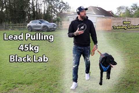 Lead Walking Basics - Black Labrador 45kg - No More Pulling - Professional Dog Trainer