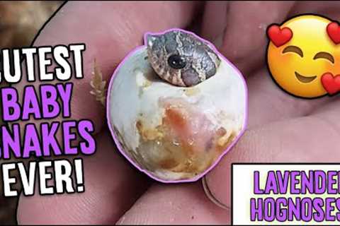 More Lavender Hognose Snakes Hatching!