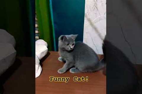Play With Funny Cat!#shorts #just4animal #cat