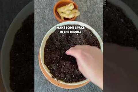 Grow your own Ginger at home 💚
